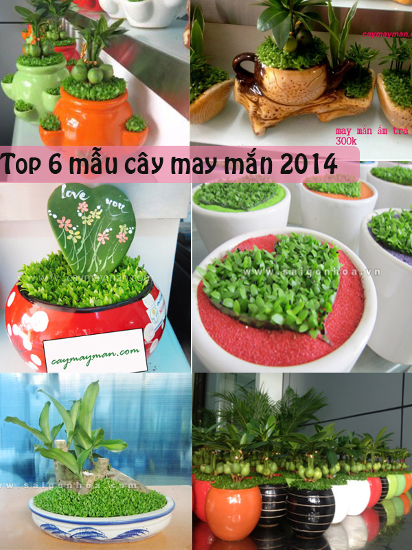 top-6-cay-may-man-duoc-ua-chuong-nam-2014.jpg