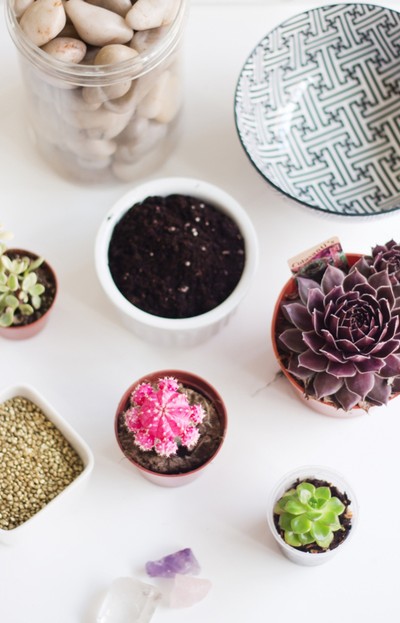 3 c&#225;ch tự chế vườn c&#226;y mini cho kh&#244;ng gian th&#234;m m&#225;t