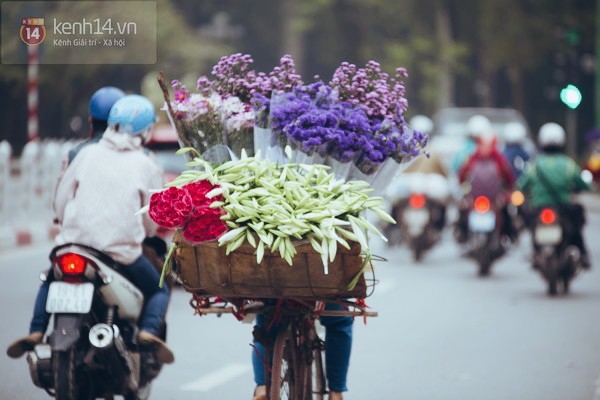 B&#237; quyết chọn mua v&#224; c&#225;ch giữ hoa loa k&#232;n tươi l&#226;u