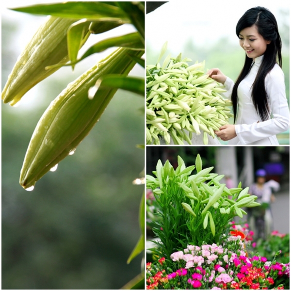 B&#237; quyết chọn mua v&#224; c&#225;ch giữ hoa loa k&#232;n tươi l&#226;u
