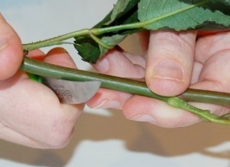 B&#237; quyết chọn mua v&#224; c&#225;ch giữ hoa loa k&#232;n tươi l&#226;u