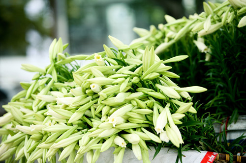 B&#237; quyết chọn mua v&#224; c&#225;ch giữ hoa loa k&#232;n tươi l&#226;u