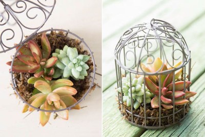 Lồng chim biến th&#224;nh chậu hoa treo, thế mới t&#224;i