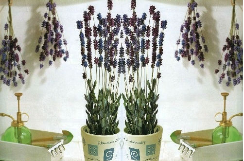 C&#225;ch l&#224;m hoa lavender bằng giấy đơn giản nhất